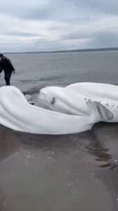 Read more about the article Locals Pour Water On Five Beached Beluga Whales Including Calf To Keep Them Alive