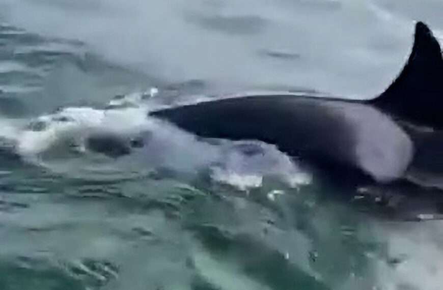 Sailors Help Seal Escape Killer Whales