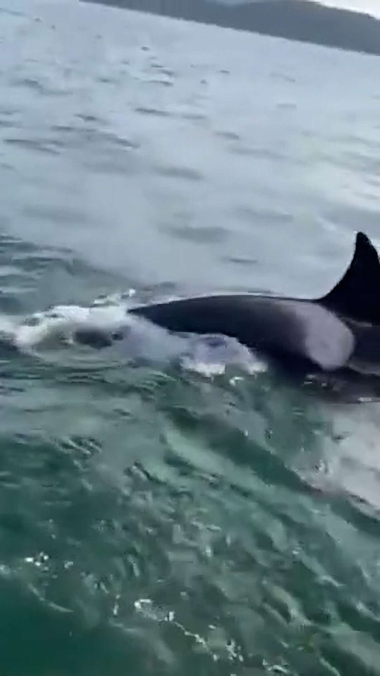 Sailors Help Seal Escape Killer Whales