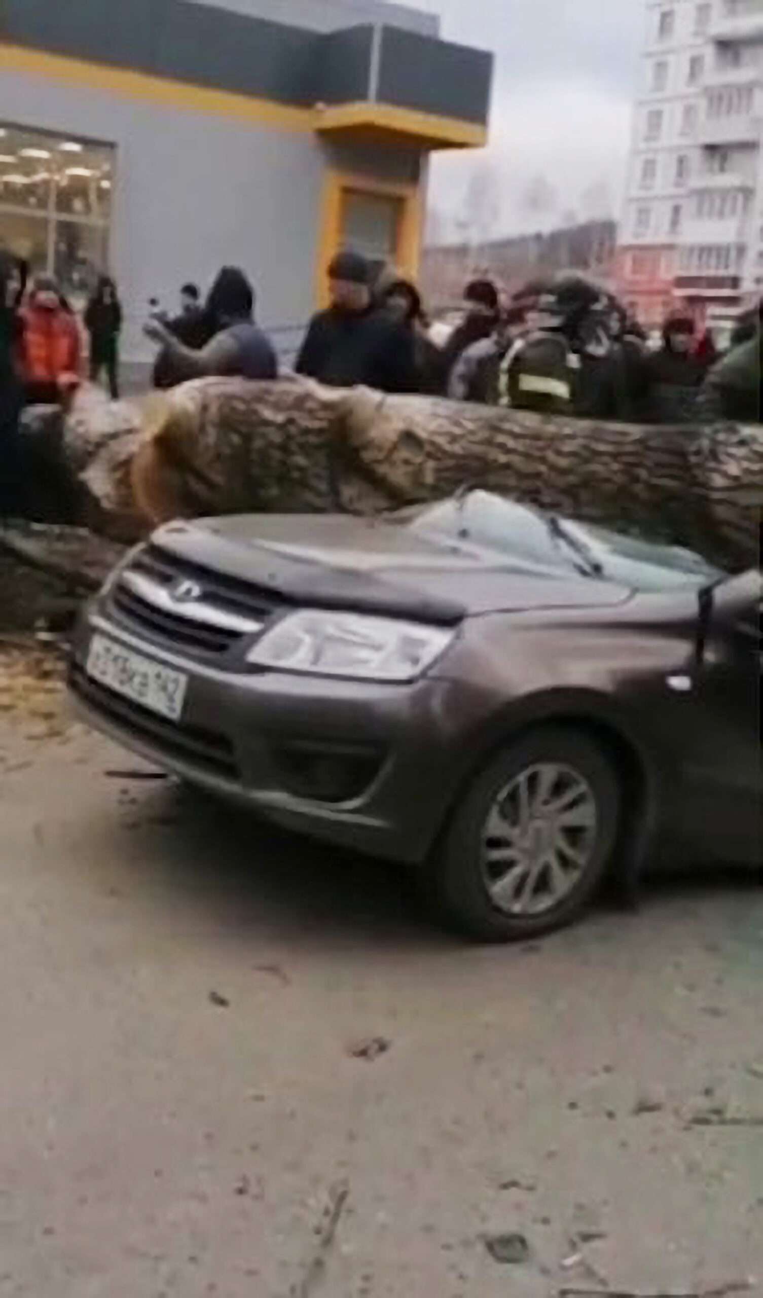 Read more about the article Driver And Car Passenger Crushed To Death Under Massive, Falling Tree