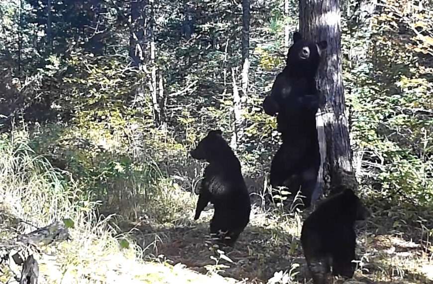Mother Bruin Teaches Cubs The Bear Necessities Of Tree Scratching