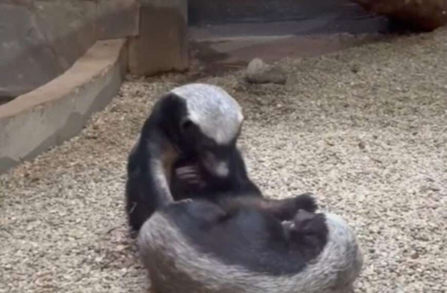 Honey Badgers’ Sweet Playfight Delights Fans